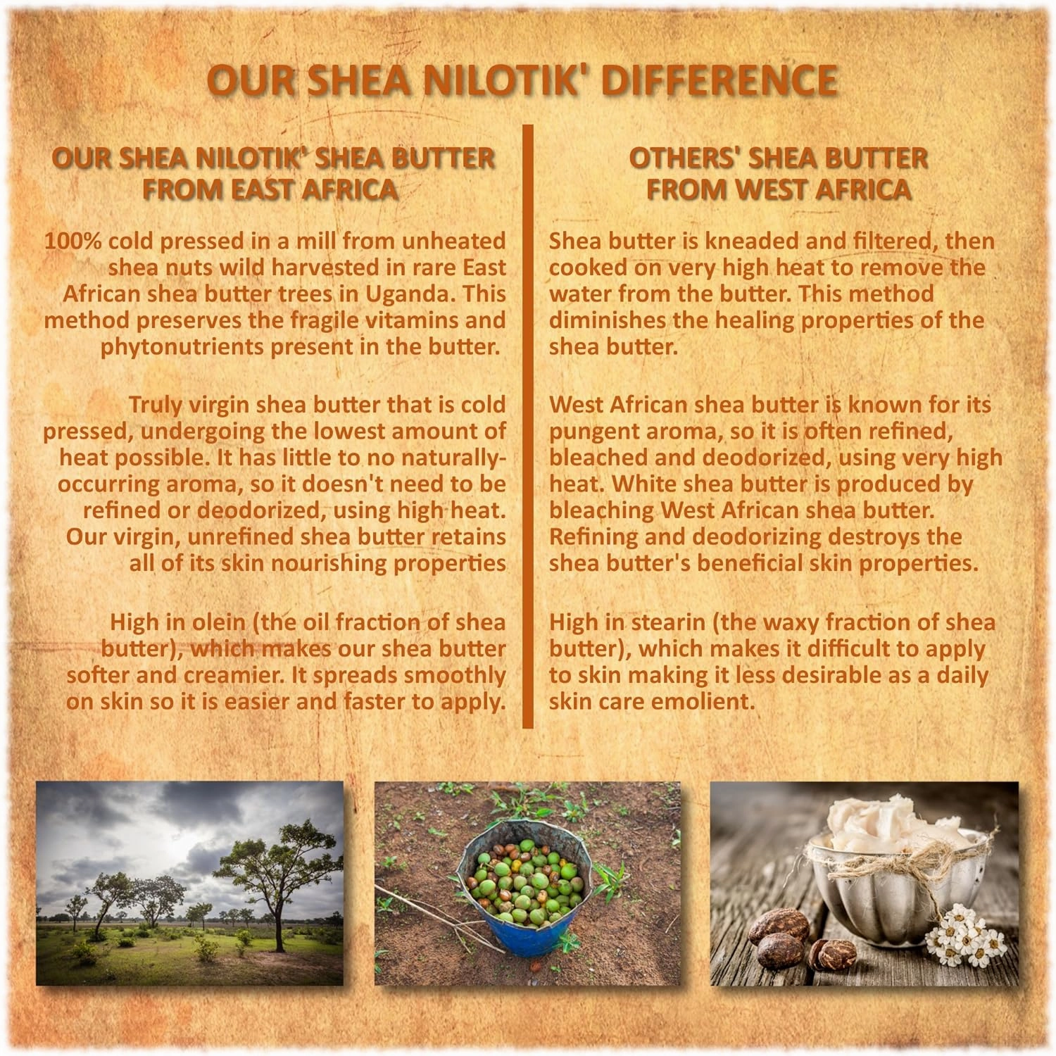 Shea Terra Organics Shea Nilotik’ Oil Scented With Dakara Frankincense |Natural Daily Skin Moisturizer & Conditioner - 8 oz