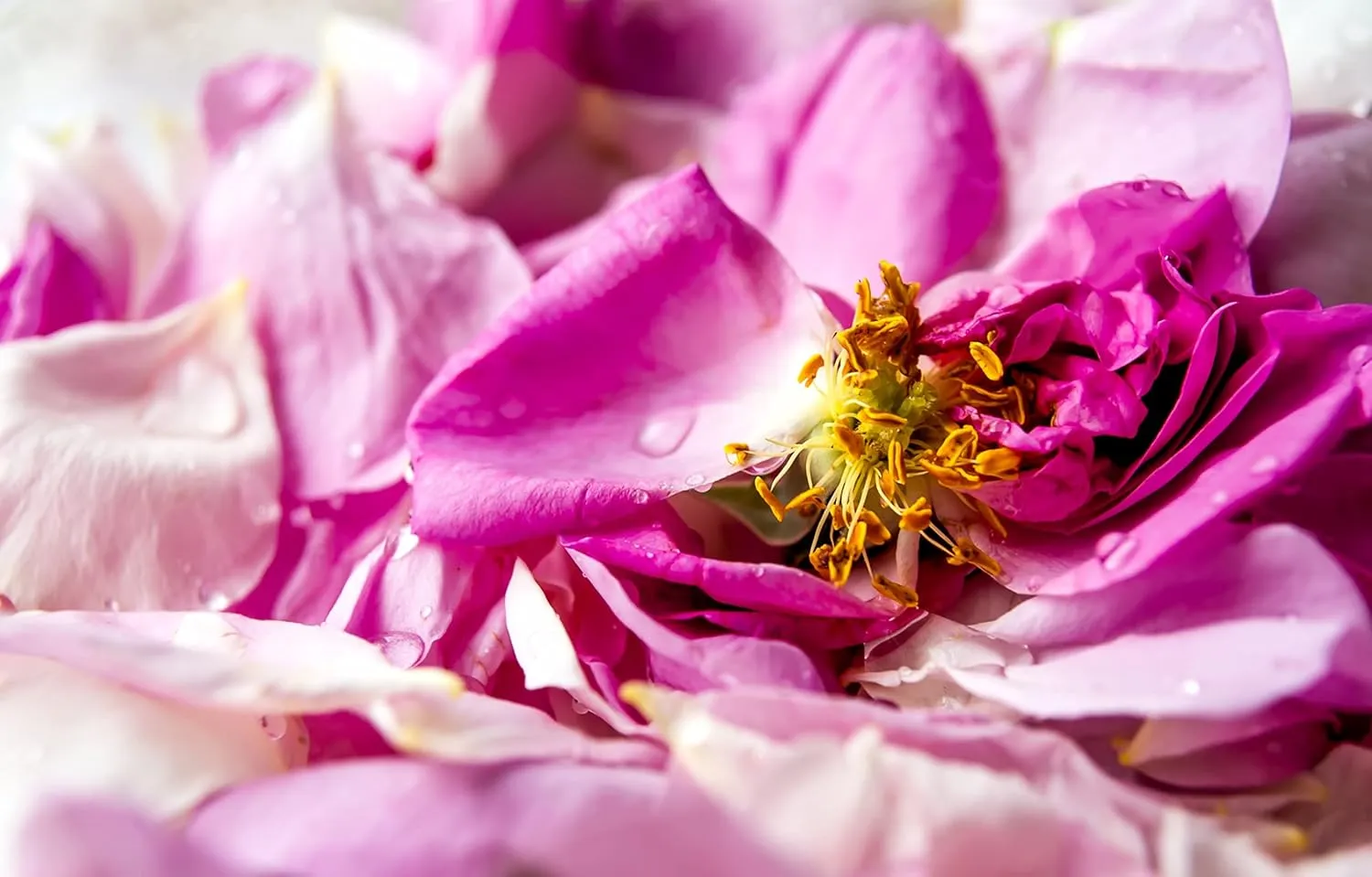 US Organic Bulgarian Rose Fragrance Oil_Oil Soluble_USDA Certified Organic_for Candle, Soap Making, Shampoo, Conditioner, Body Oil, Body Butter, Craft, DIY Projects, and Small Businesses_2 fl oz